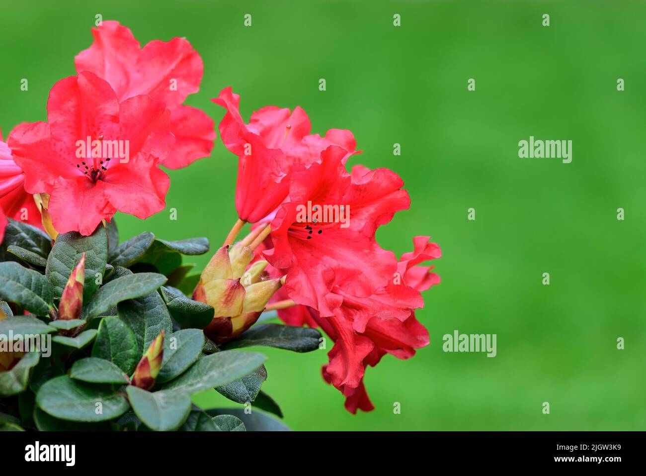 Red jack rhododendron flowers with leaves and buds, close up. Beautiful petals. Blurred natural green background, copy space. Trencin, Slovakia. Stock Photo