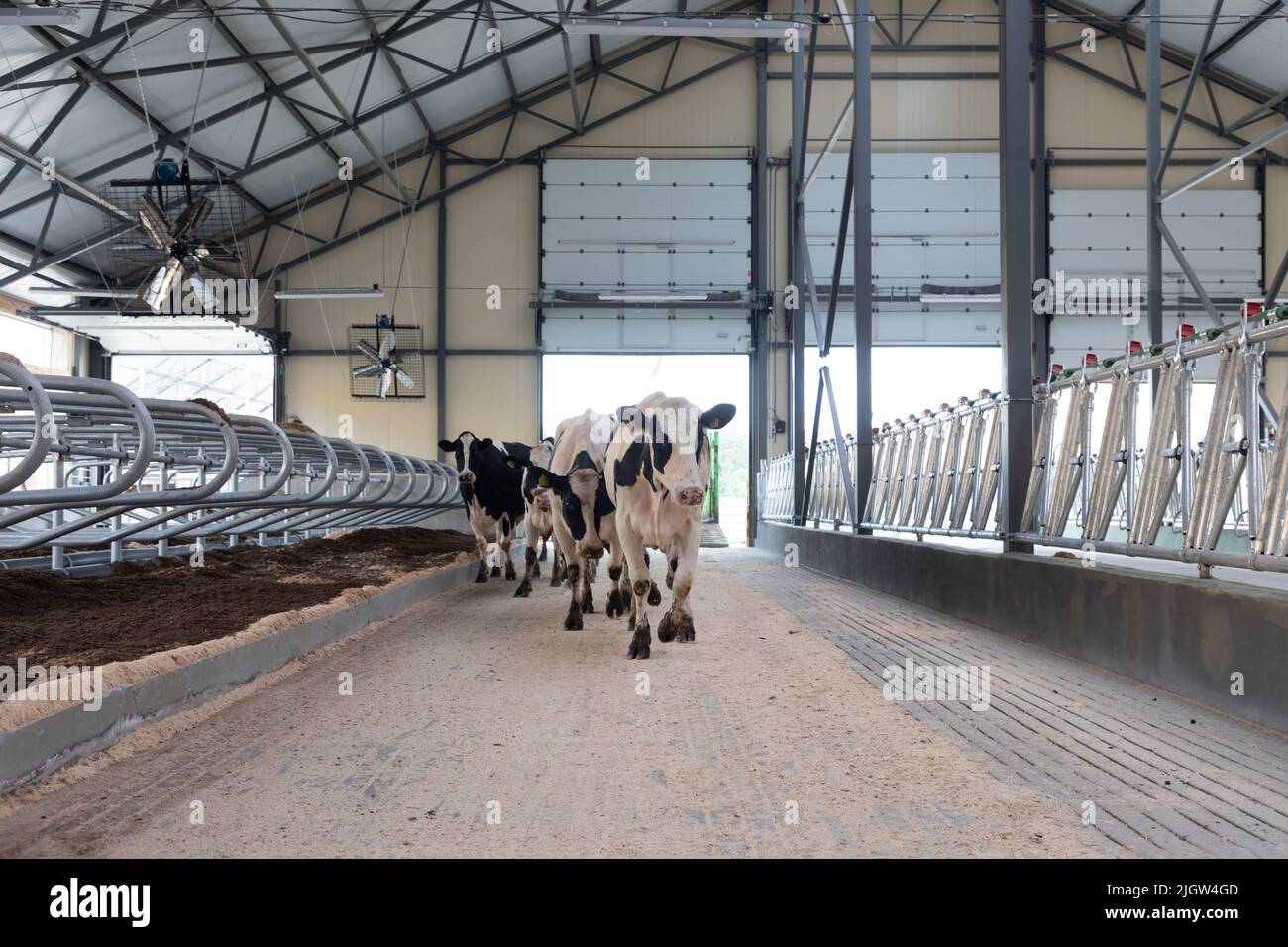 young cows enter a modern dairy farm for the first time Stock Photo - Alamy