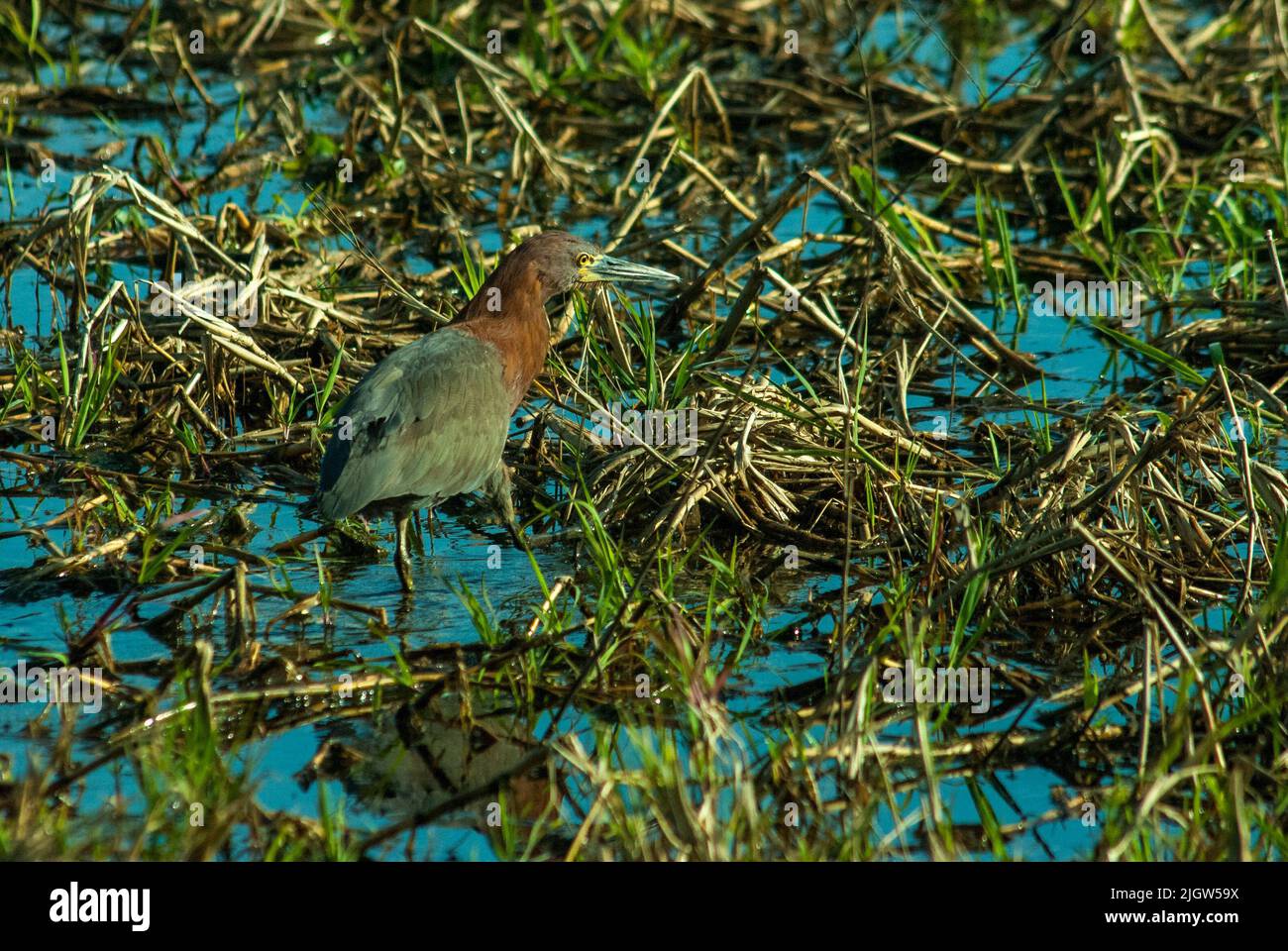 A rufescent tiger heron (Tigrisoma lineatum) found in a marsh in Buenos Aires Stock Photo
