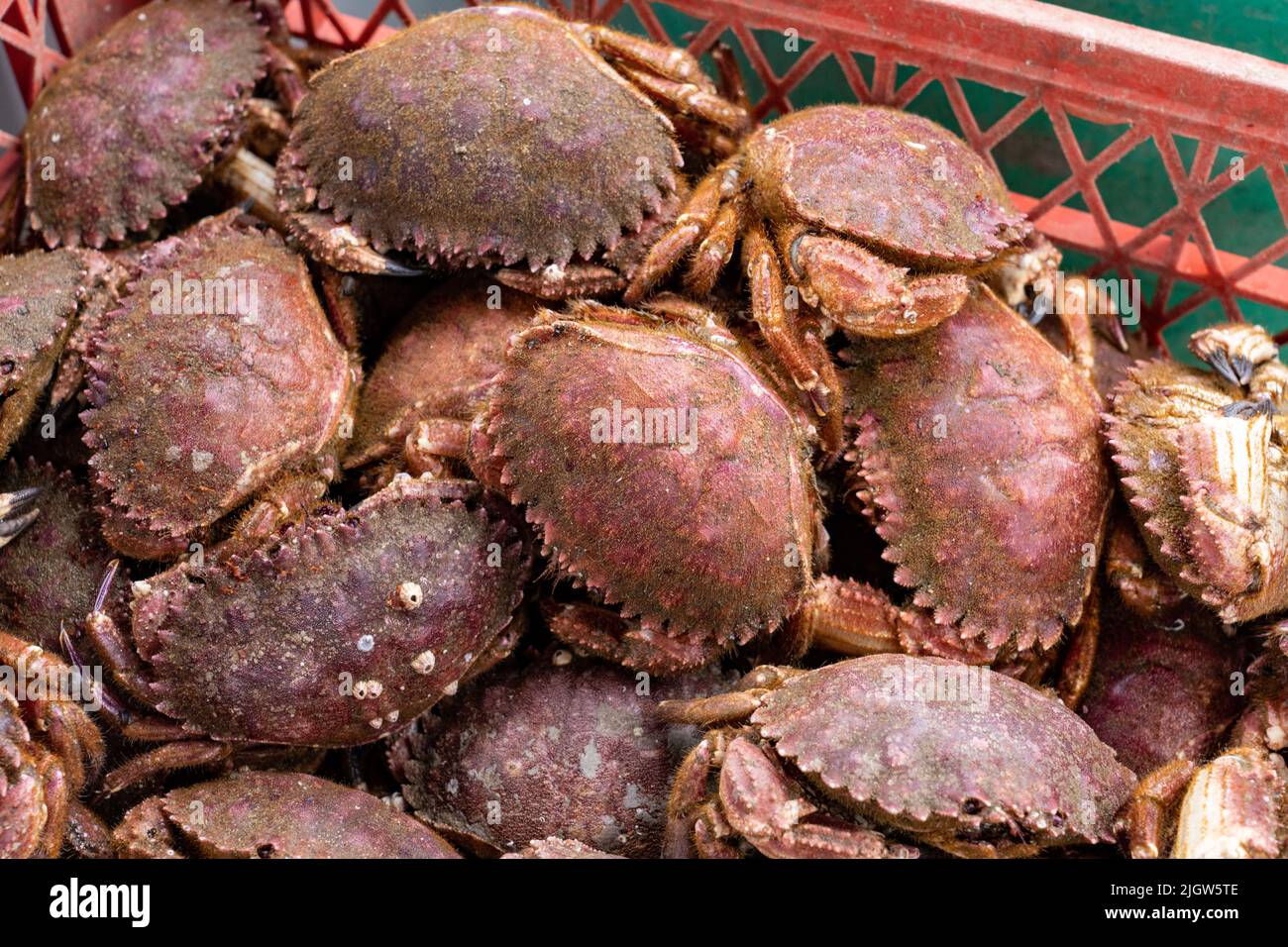 Fresh crabs for sale at a dockside fish market by the boat basin in