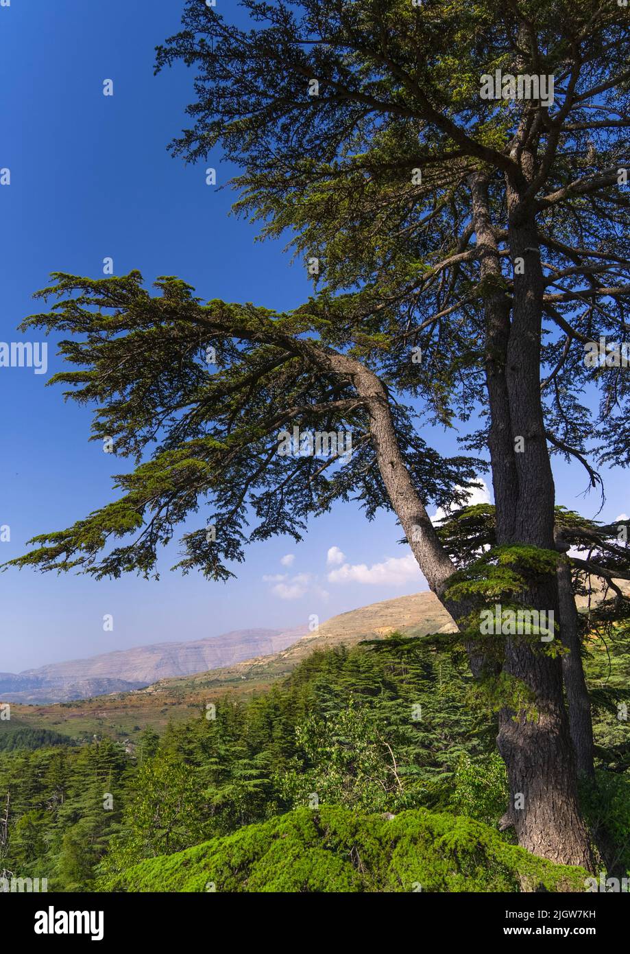 Tannourine Cedar Forest Nature Reserve, Governorate of North Lebanon, Tannourine, Lebanon Stock