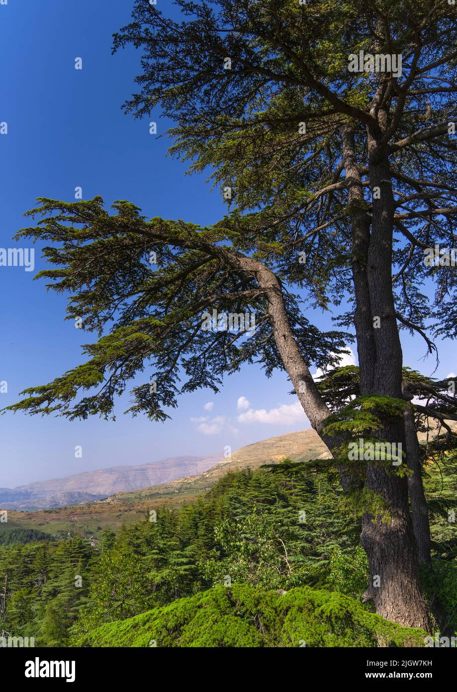 Tannourine Cedar Forest Nature Reserve, Governorate of North Lebanon, Tannourine, Lebanon Stock Photo