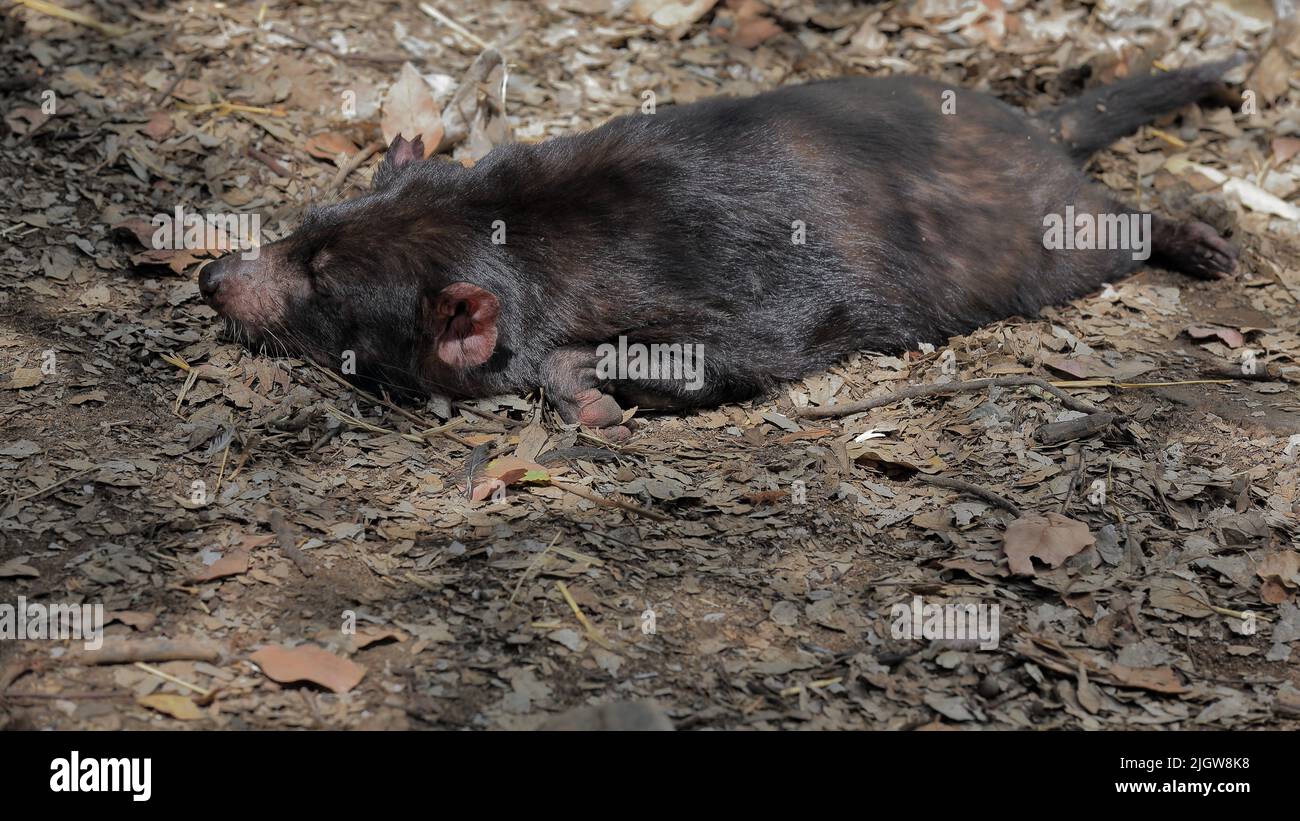 063 Tasmanian devil sleeping on the leaf litter covered ground. Brisbane-Australia. Stock Photo