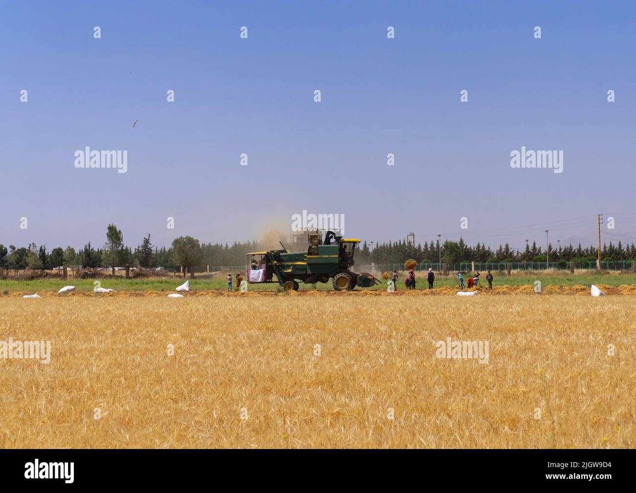 Harvest in a field, Baalbek-Hermel Governorate, Baalbek, Lebanon Stock Photo