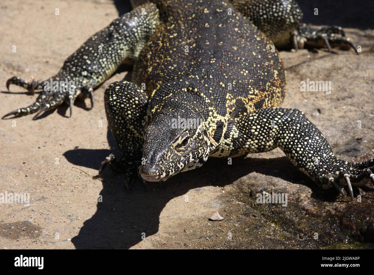 Nile monitors hi-res stock photography and images - Alamy