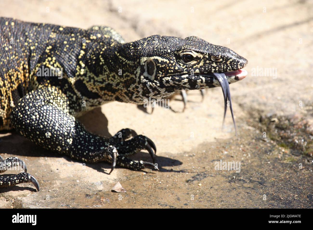 Nilwaran / Nile Monitor / Varanus niloticus Stock Photo - Alamy