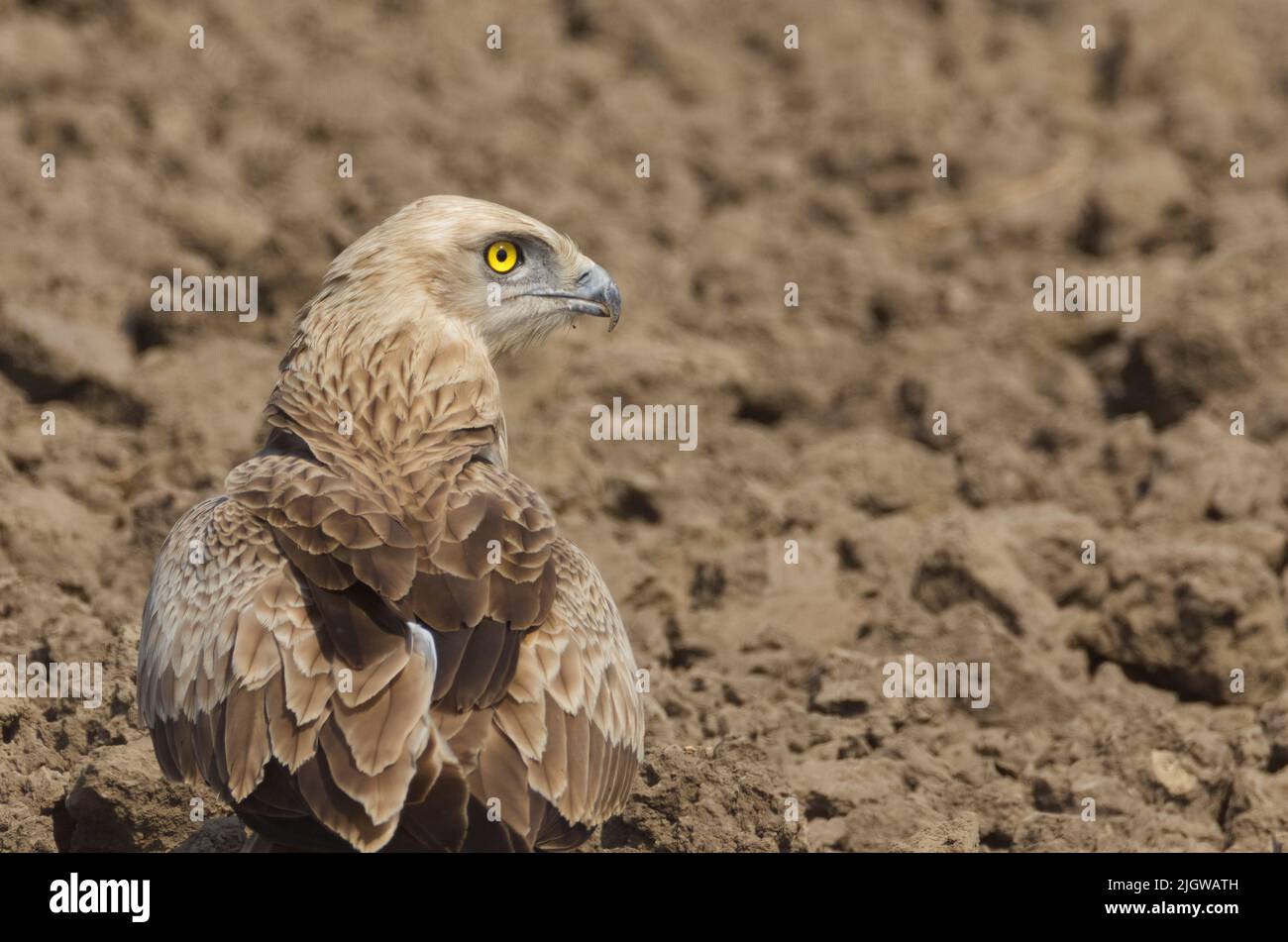 Short-toed Snake-Eagle (Circaetus gallicus) at Gujarat, India Stock Photo
