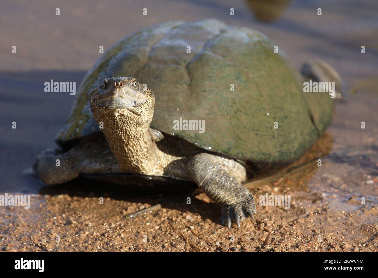 Gezähnelte Pelomeduse - Gezackte Pelomedusenschildkröte / Serrated side-neck turtles - Serrated hinged terrapin / Pelusios sinuatus Stock Photo