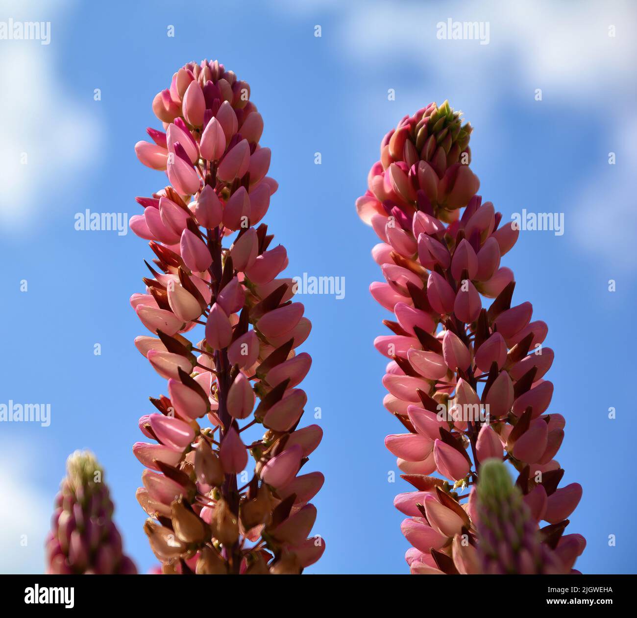 lupins flowers in the garden Stock Photo