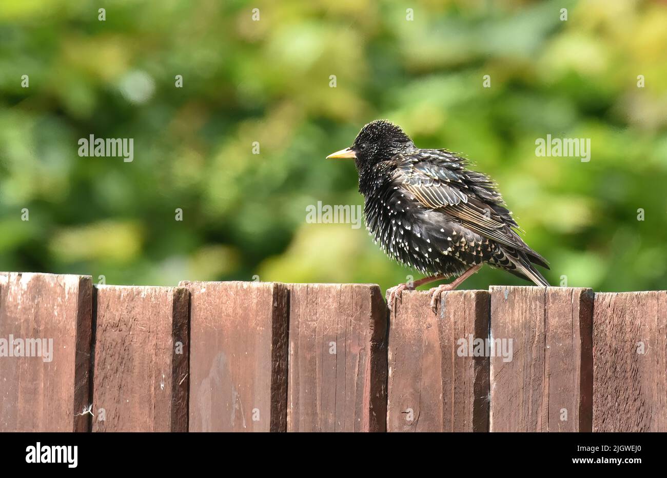 starlings in the garden Stock Photo