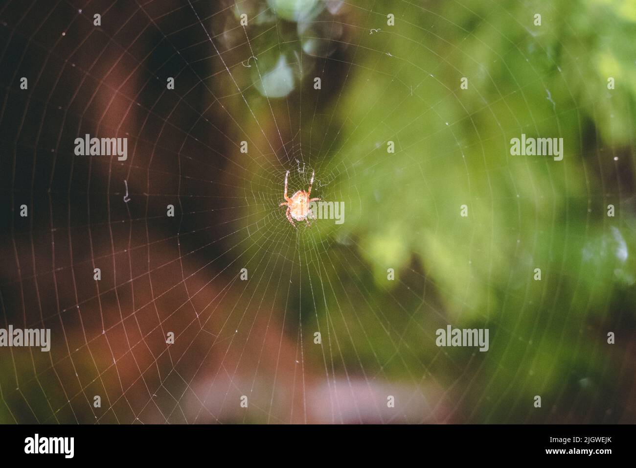 Spider on web. Spider web Stock Photo