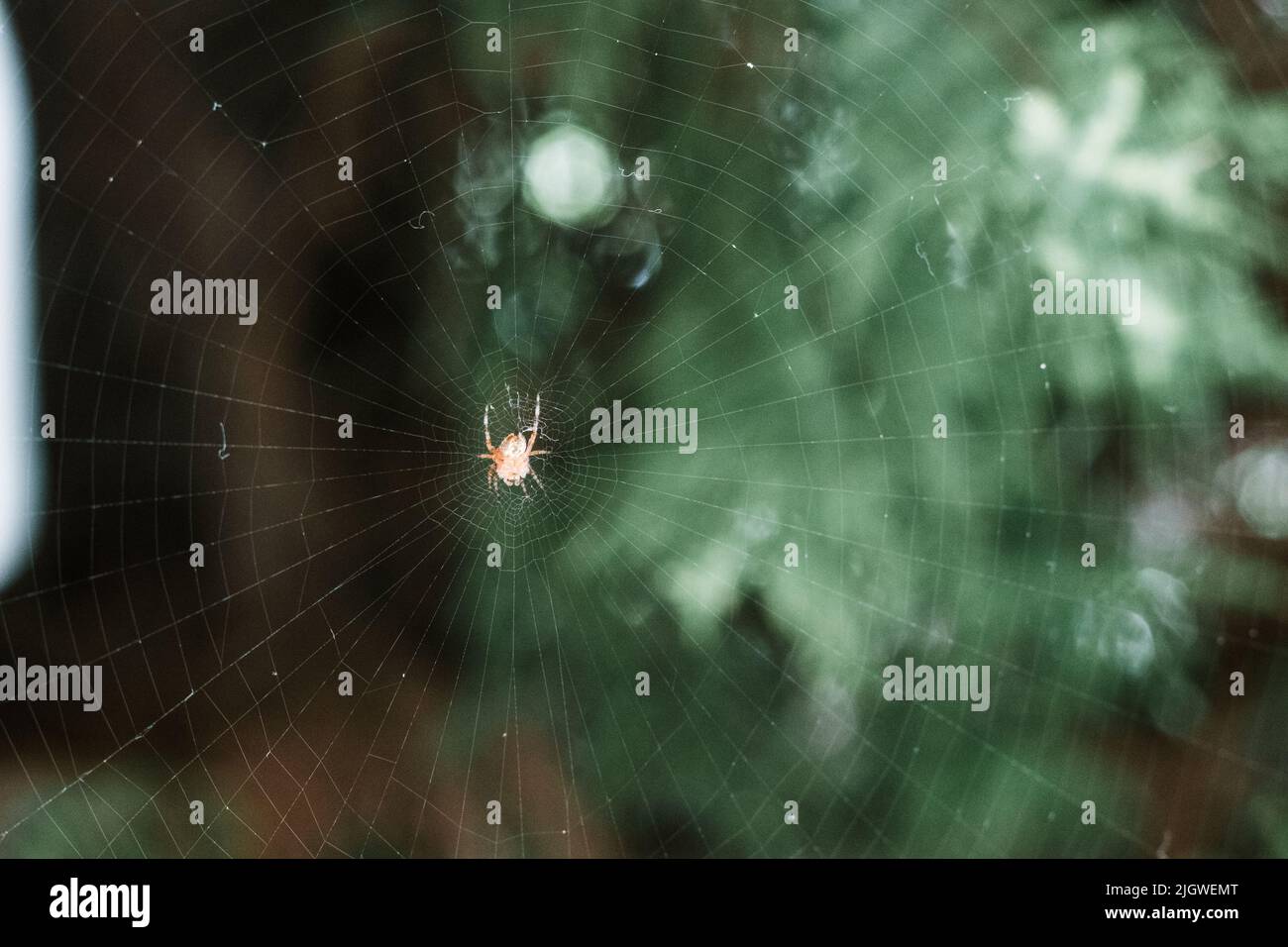 Spider on web. Spider web Stock Photo