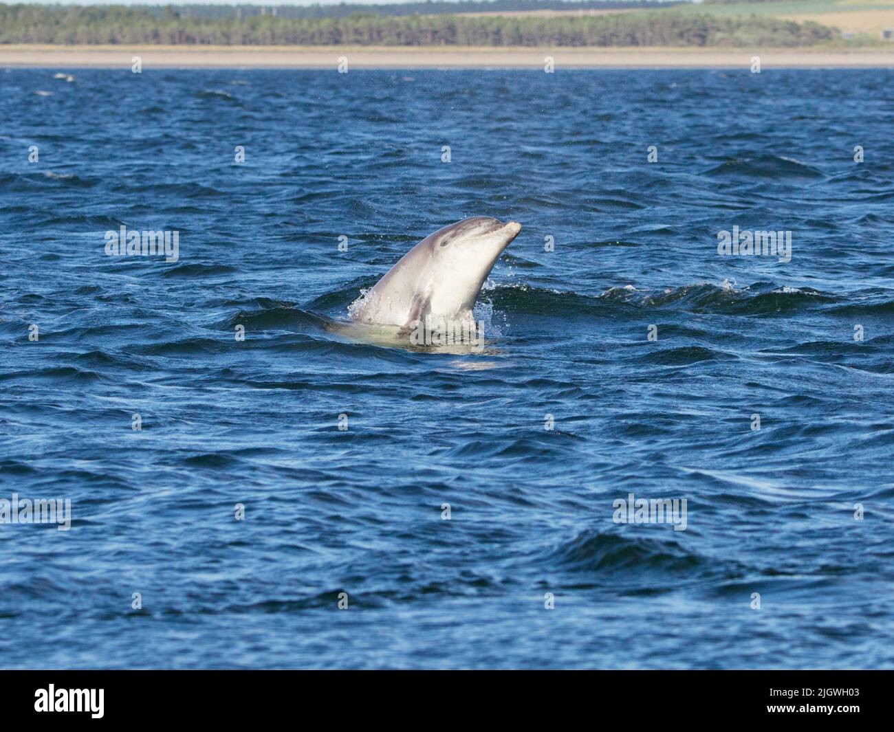 Young bottlenose dolphin (Tursiops truncatus) breaching, jumping, leaping in the Moray Firth, Scotland, UK Stock Photo
