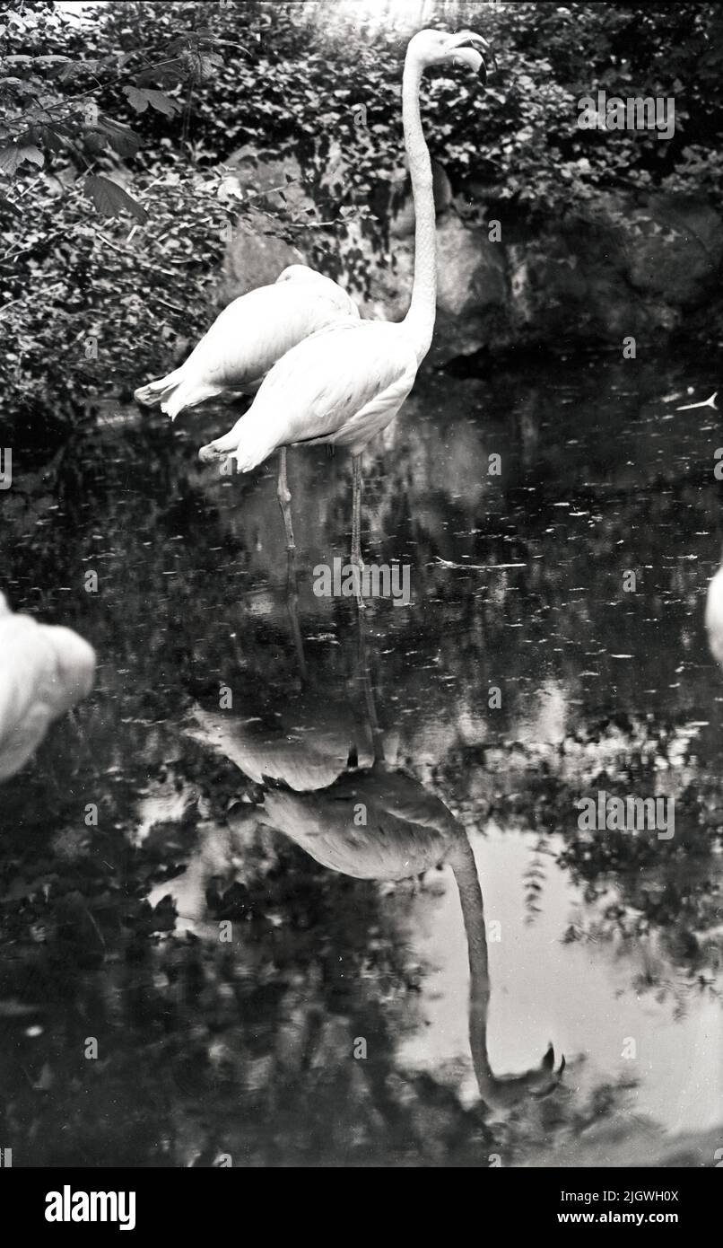 Original-Bildunterschrift: Wie lange mögen die Zwei wohl auf einem Bein stehen? Flamingos im Berliner Zoo, Deutschland 1955. Stock Photo