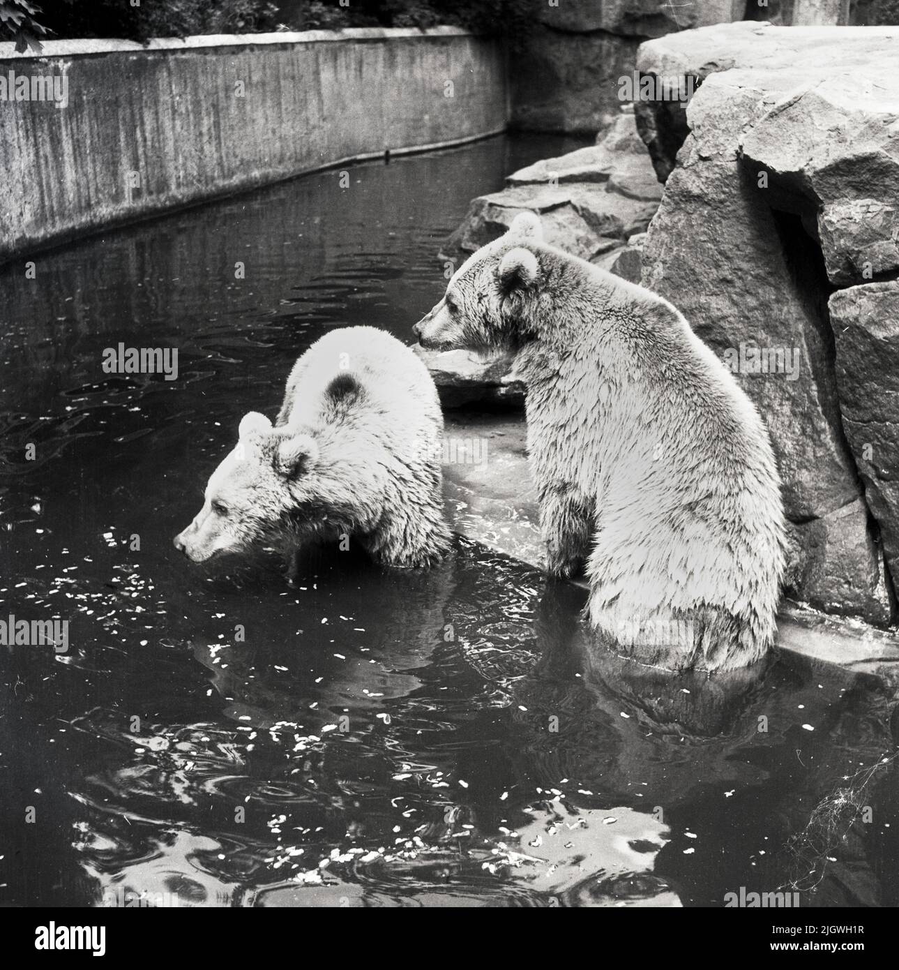 Bären im Berliner Zoo - Original-Bildunterschrift: Der eine badet die Vorderfüße, der andere die Hinterfüße. Den Braunbären im Berliner Zoo wird es schon warm, Deutschland 1955. Stock Photo