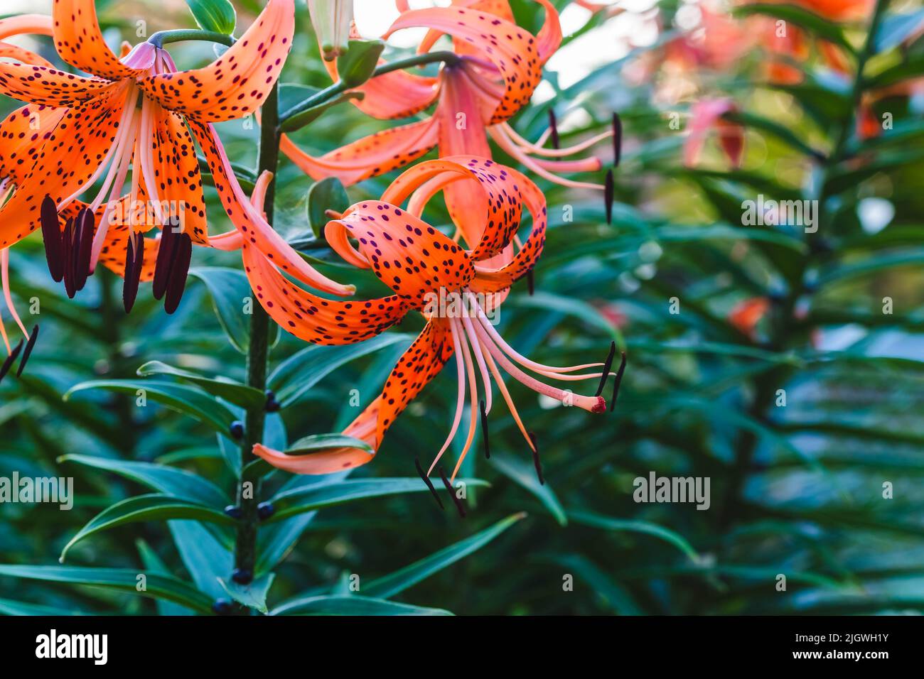 several Tiger Lilies blooming in the back garden Stock Photo Alamy