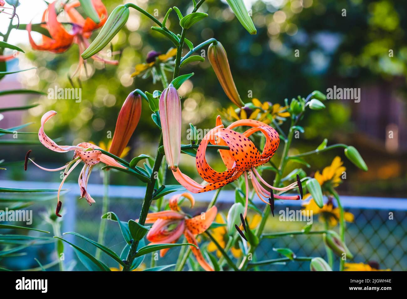 group of Tiger Lilies in various stages of blooming in the back garden