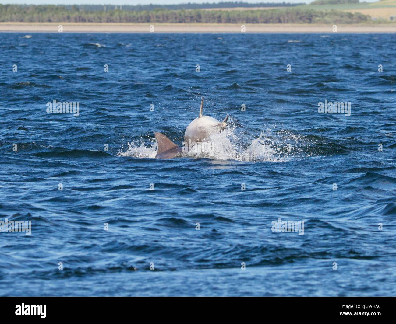Young bottlenose dolphin (Tursiops truncatus) breaching, jumping, leaping in the Moray Firth, Scotland, UK Stock Photo