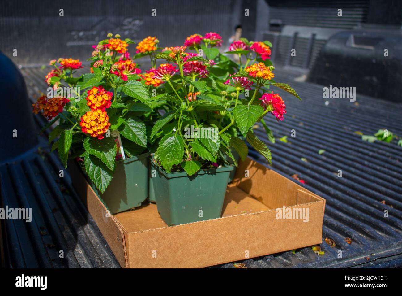 flowers in a cardboard box on a tailgate of a truck being delivered to customers Stock Photo