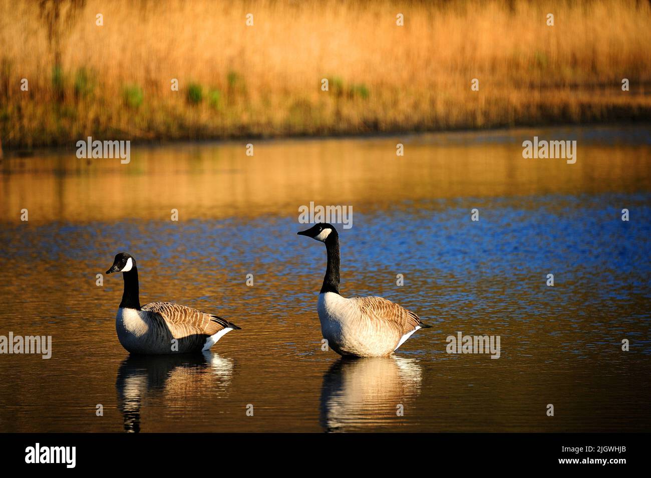 Two Canada geese (Branta canadensis) reflecting in the water Stock Photo