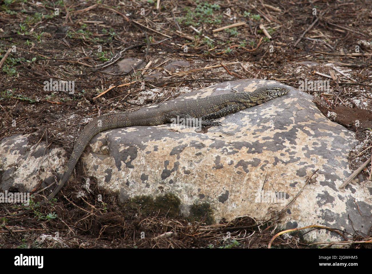 Nilwaran / Nile Monitor / Varanus niloticus Stock Photo