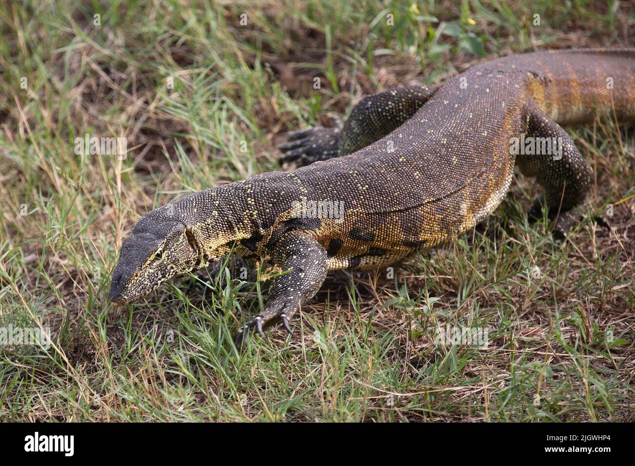 Nilwaran / Nile Monitor / Varanus niloticus Stock Photo - Alamy