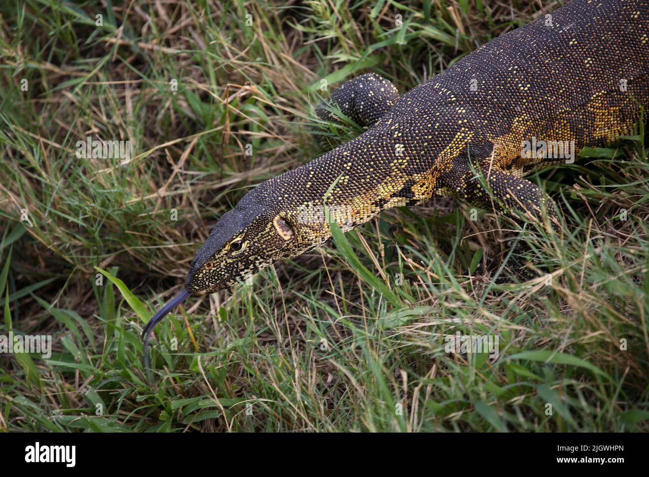 Nilwaran / Nile Monitor / Varanus niloticus Stock Photo