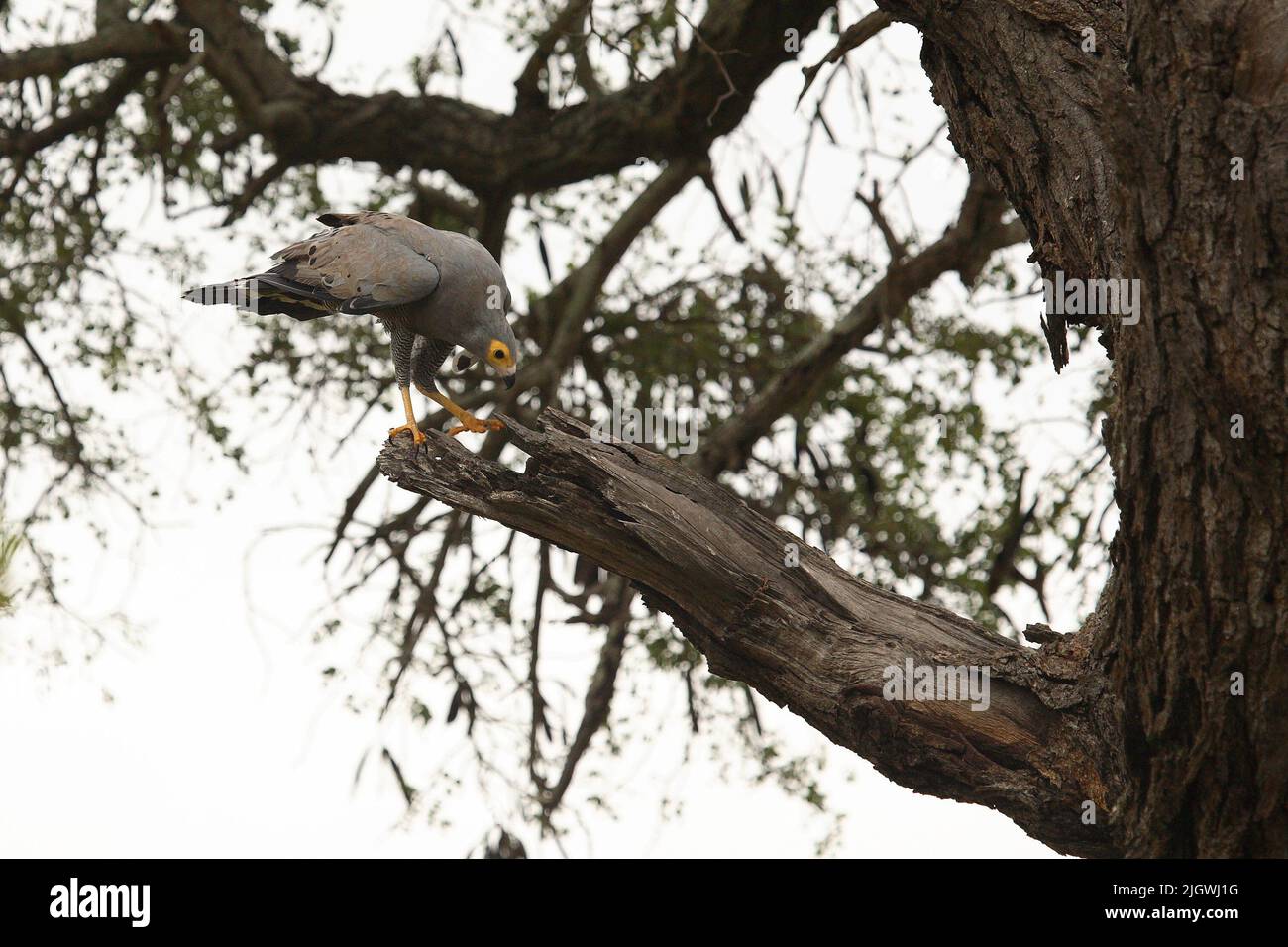 Höhlenweihe / African Harrier-Hawk or Gymnogene / Polyboroides typus Stock Photo