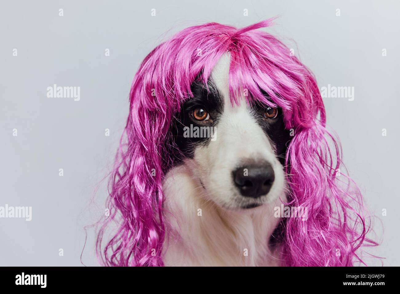 Dog in wig hi-res stock photography and images - Page 2 - Alamy