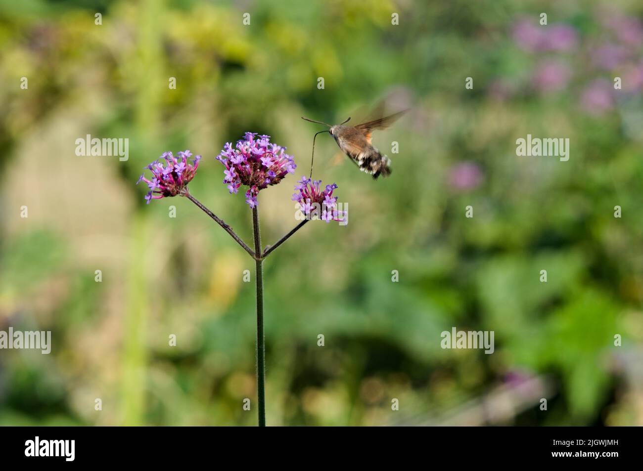 Close up of flying humming-bird hawk-moth on verbena Stock Photo