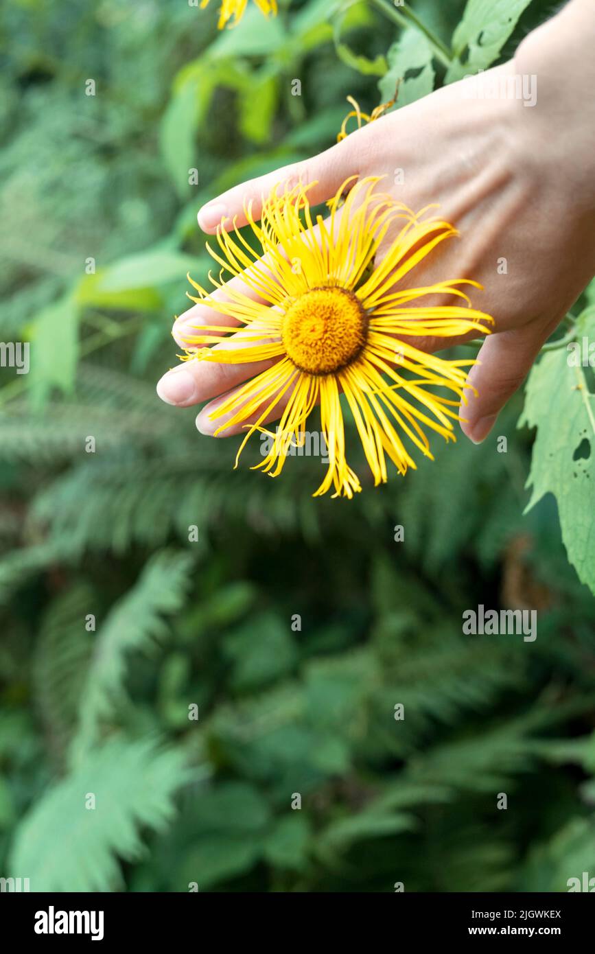 Yellow flower of elecampane officinalis in hand close up on natural green background Inula helenium, horse-heal or elfdock Botanical medicinal herbs , Stock Photo