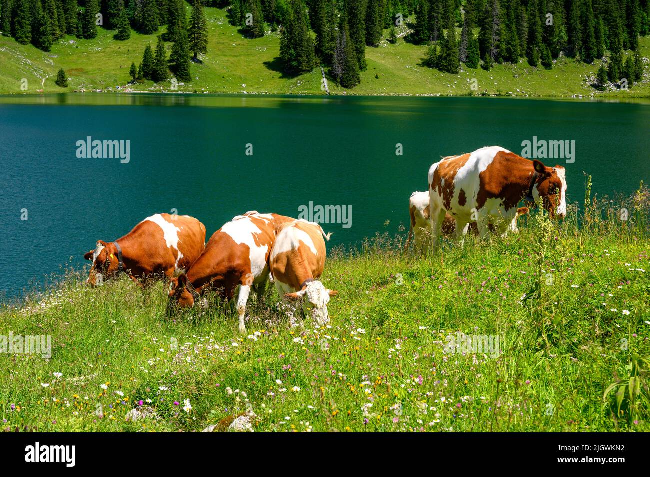 grazing cows on an alpine meadow at Oberstockensee in the Bernese Alps ...
