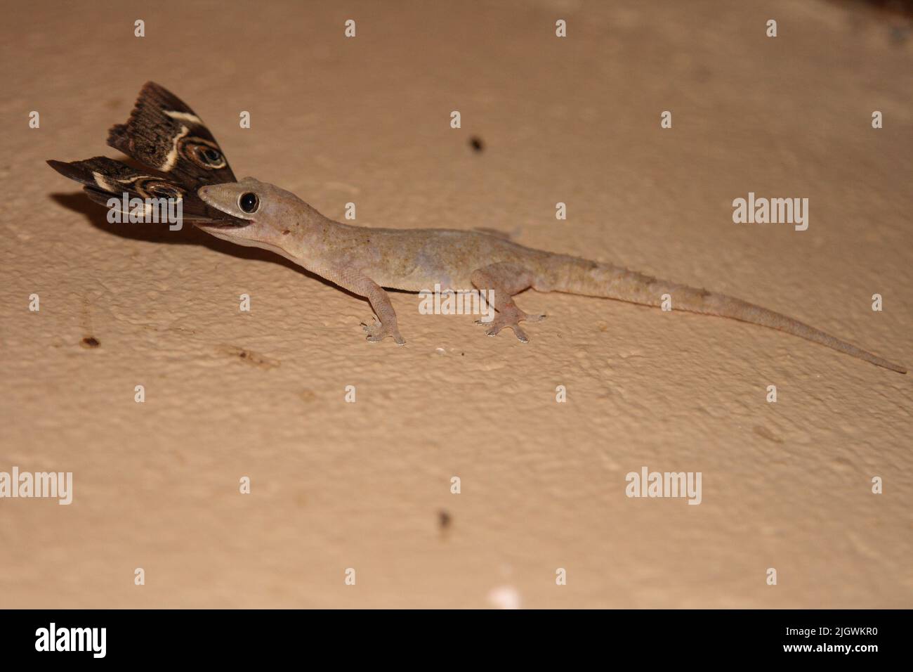 Afrikanischer Hausgecko / Tropical house gecko or AfroAmerican house