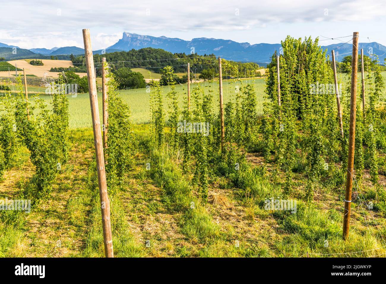 Trois Becs Brewery in Beaufort-sur-Gervanne, France. Hops from own cultivation. In the background you can see the Trois Becs mountain range that gives it its name Stock Photo