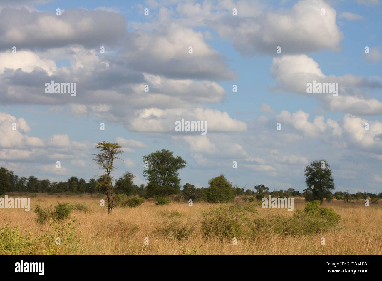 Afrikanischer Busch / African Bush Stock Photo Alamy