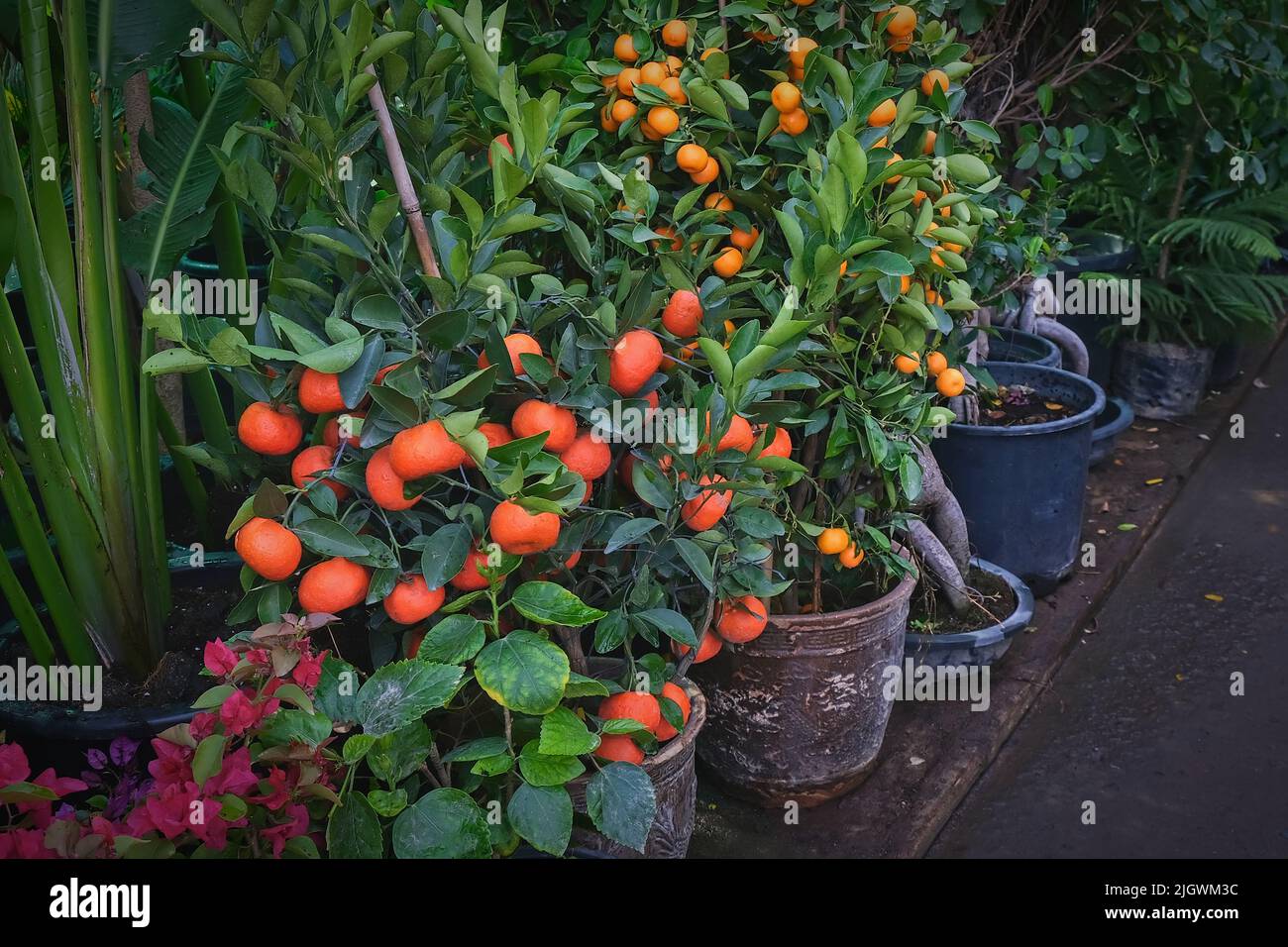 Miniature citrus tangerine, orange, and kumquat trees with fruits in outdoor garden shop. Mandarin trees potted plants Stock Photo