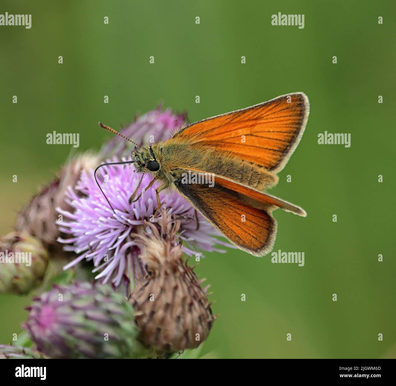 Small Skipper Butterfly (Thymelicus sylvestris) feeding on nectar from a thistle flower Stock Photo