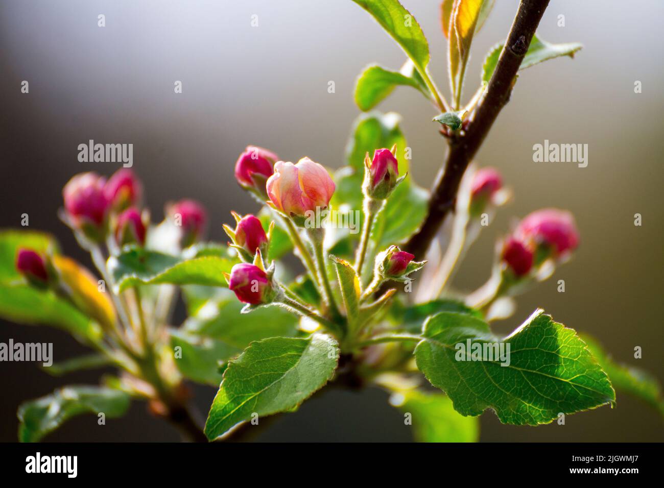 A closeup of blooming plum-leaved crab apple (Malus prunifolia) flowers Stock Photo