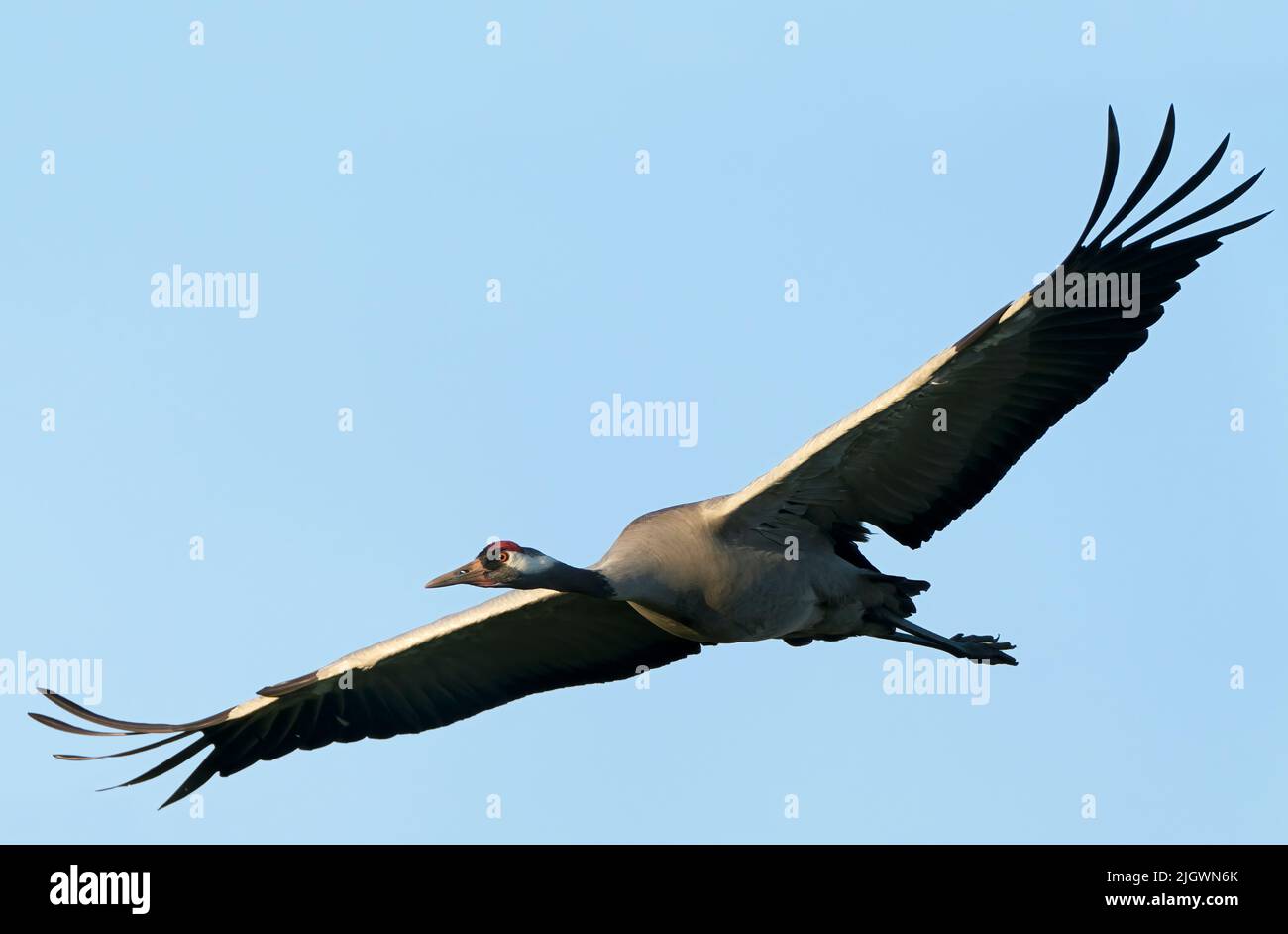 An adult Common Crane (Grus grus) in flight in the early morning sunlight, Norfolk Stock Photo
