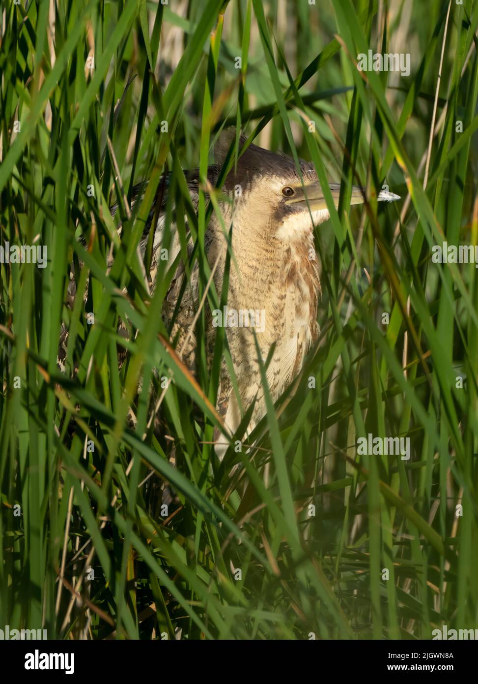 A Bittern (Botaurus stellaris) demonstrating it's prefect camouflage for it's reedbed environment, Norfolk Stock Photo
