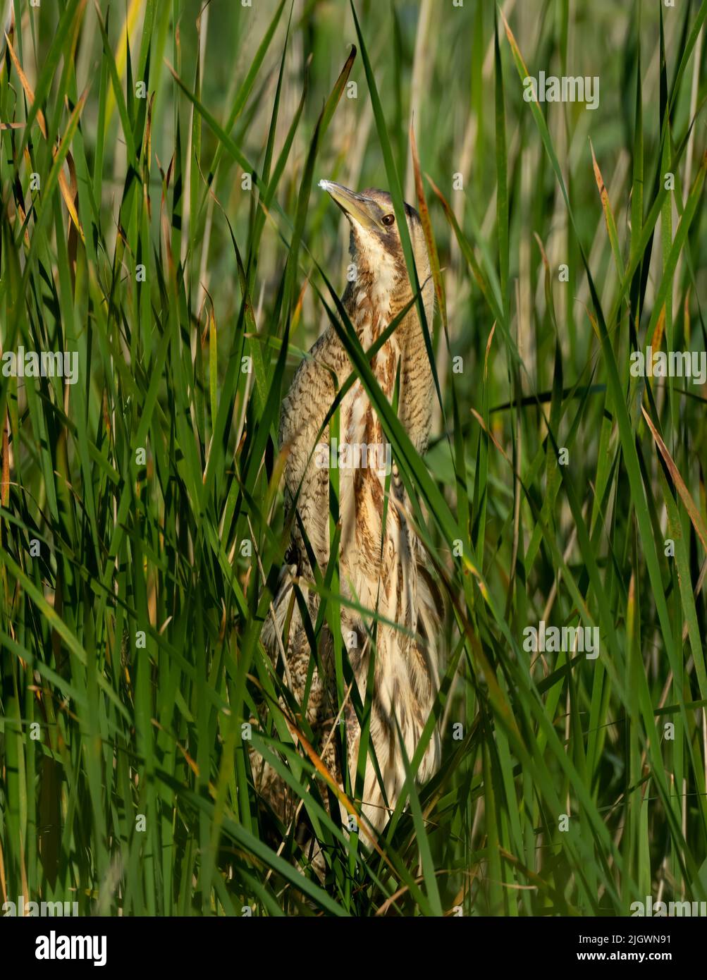 A Bittern (Botaurus stellaris) demonstrating it's prefect camouflage for it's reedbed environment, Norfolk Stock Photo