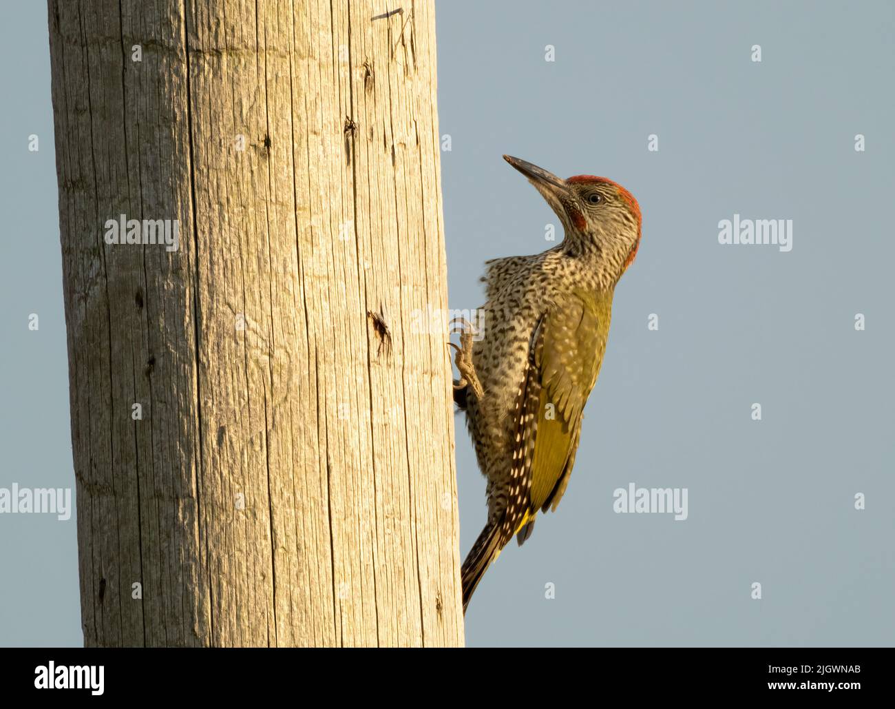 A juvenile Green woodpecker (Picus viridis) on a telegraph pole, Norfolk Stock Photo