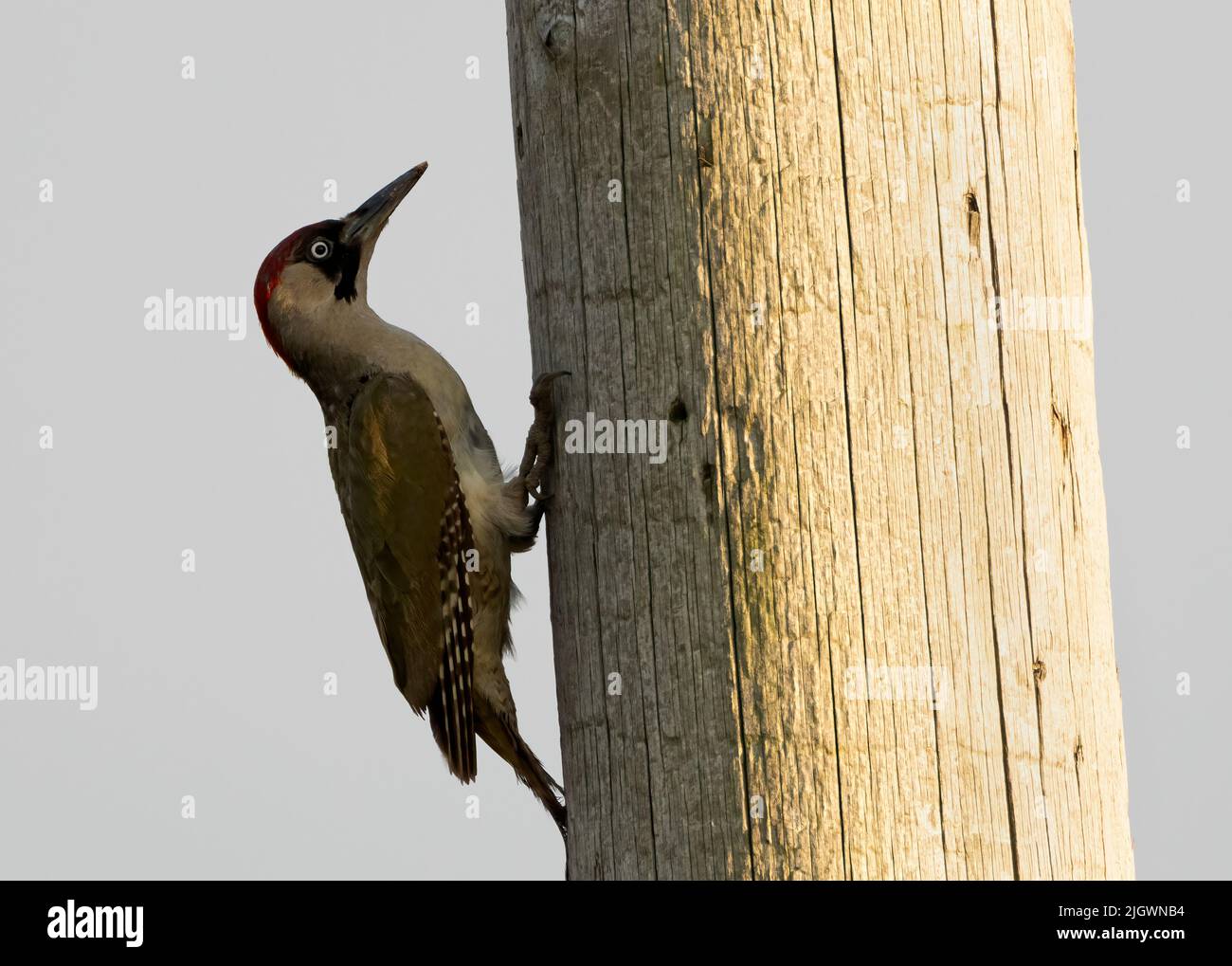 An adult female Green woodpecker (Picus viridis) on a telegraph pole, Norfolk Stock Photo