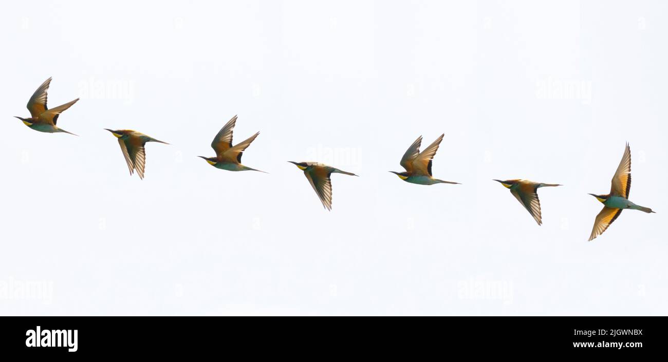A composite image of a flying European Bee-eater (Merops apiaster) at Trimingham, Norfolk Stock Photo