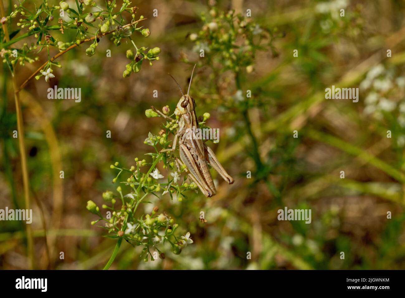 Die Feldheuschrecken, wissenschaftlicher Name Acrididae Stock Photo