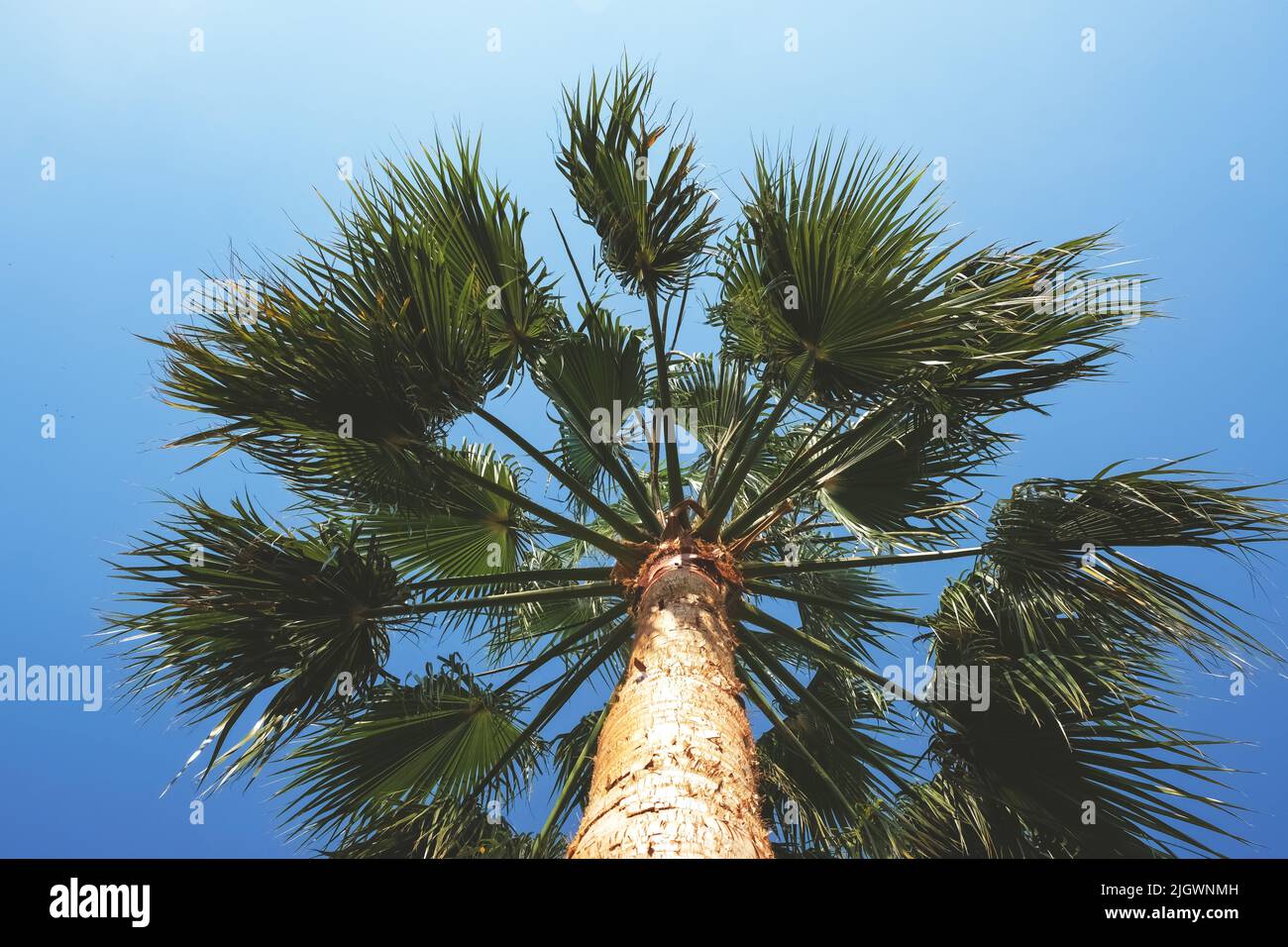 Green palm tree leaves on clear blue sky in summer Stock Photo - Alamy