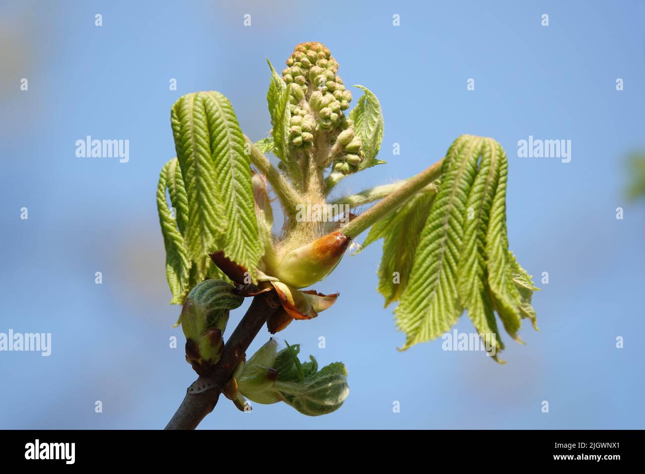 Chestnut tree flowering in spring green leaves with seeds Stock Photo ...