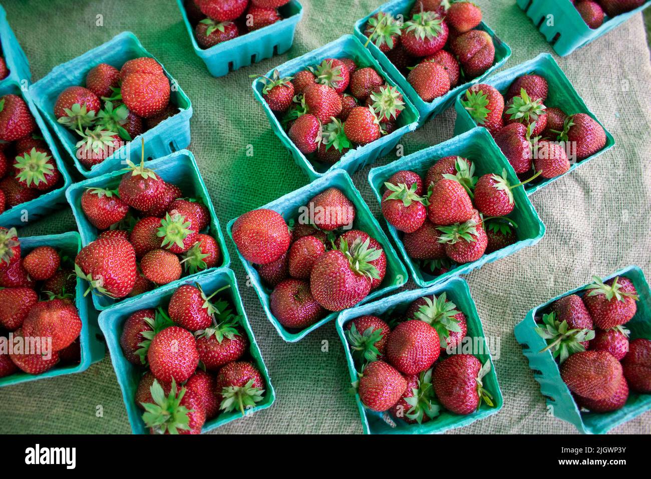 freshly picked strawberries in a teal punnet at a framers market outdoors Stock Photo
