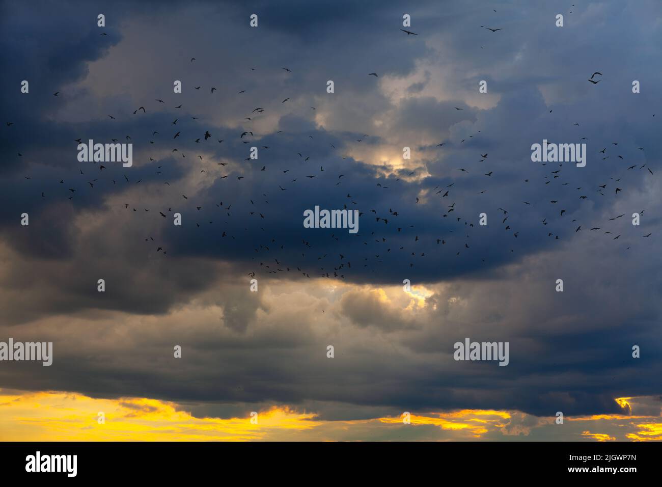 Flock of birds flying on the evening sky . Bird Migration Stock Photo ...