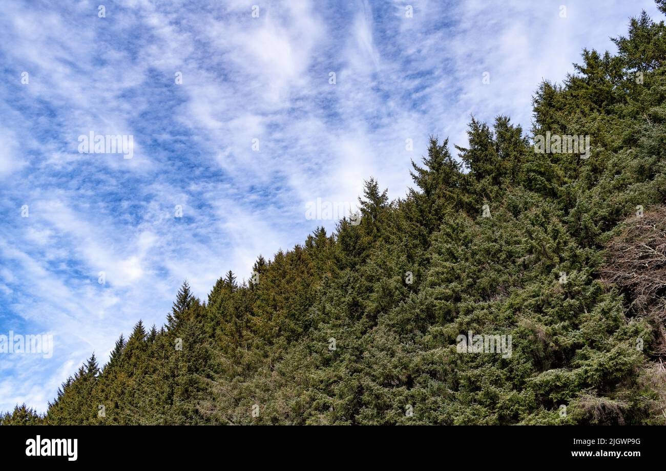 pine fir tree forest background with cloudy sky Stock Photo - Alamy
